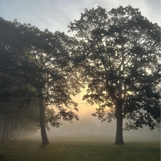 Trees in the morning mist