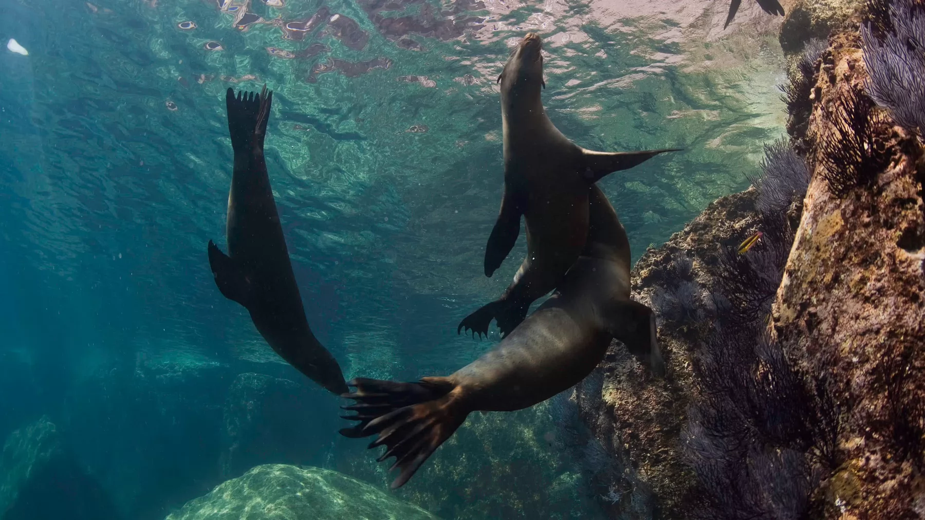 Three seals playing underwater are pictured from below. Credit: Andy Casagrande/Ocean Image Bank