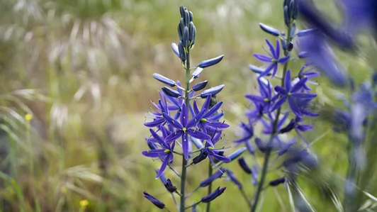 Camas flowers.