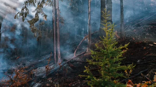 A forest with heavy smoke.