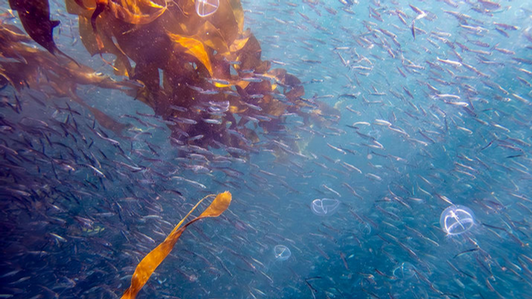 Underwater image of a school of herring in Georgia Strait
