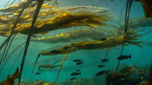 Underwater photo of a kelp forest with rockfish swimming, at British Columbia