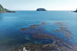 Kelp floating on the ocean surface along the British Columbia coast.