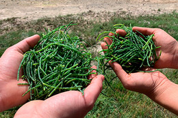 Two people hold green sea asparagus in their hands.