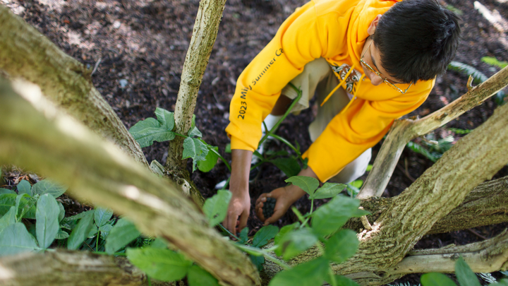 A student wearing a yellow mini-U hoodie is picking wild blueberries from a bush. 