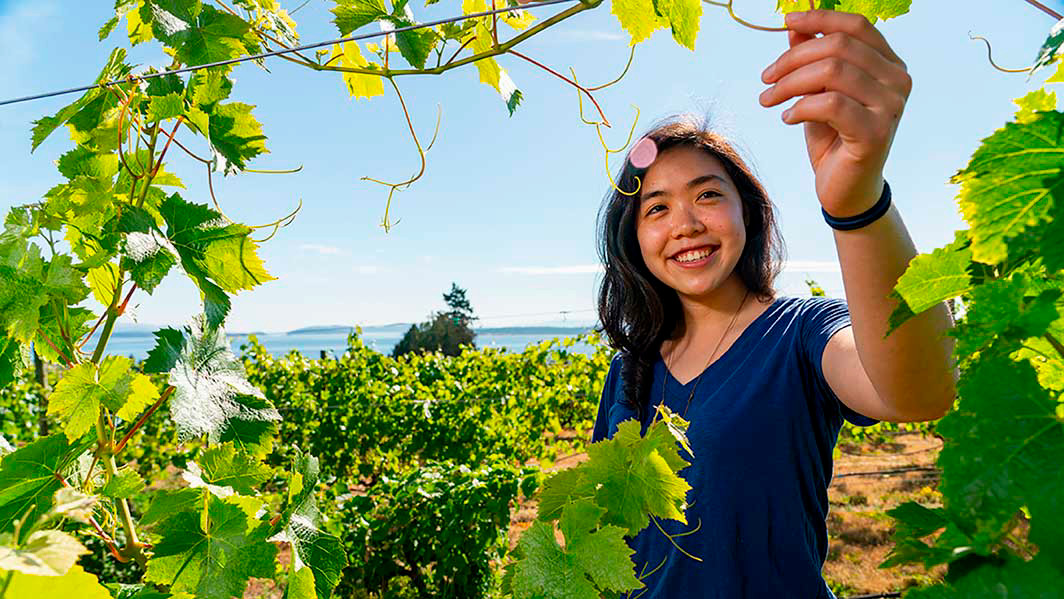 A student holds a vine in a vineyard.
