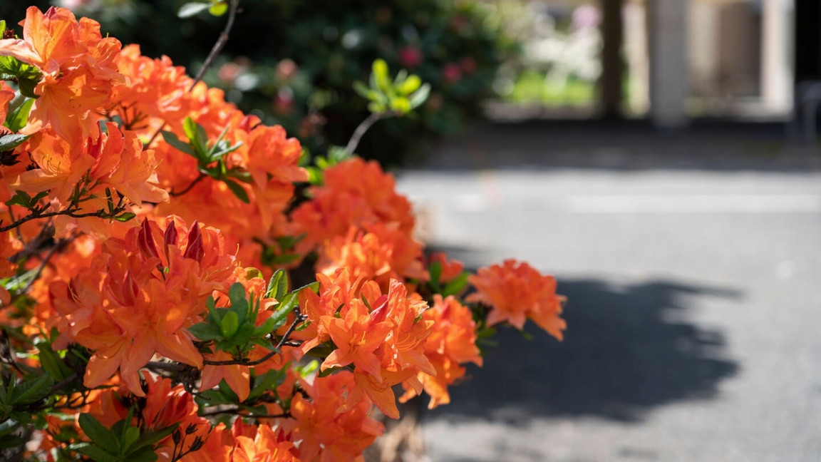 A nature shot of bright orange spring flowers on campus.
