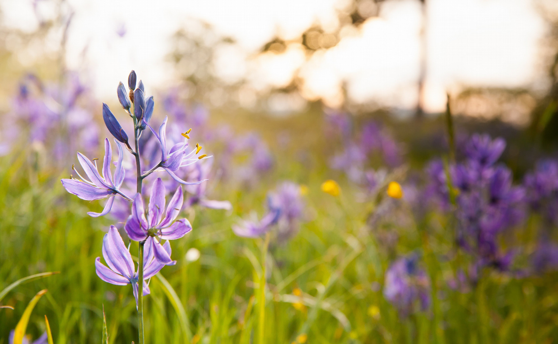 camas field