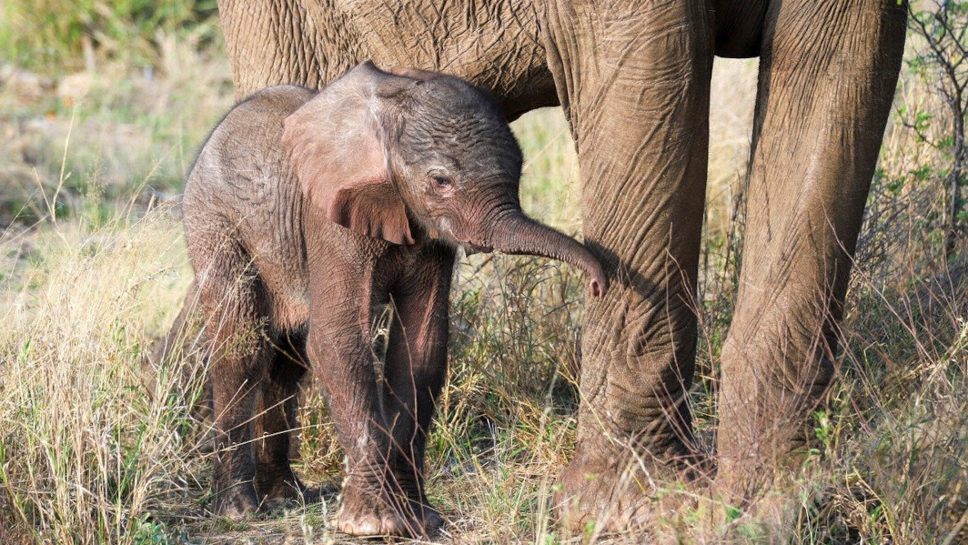 Elephant calf with mother