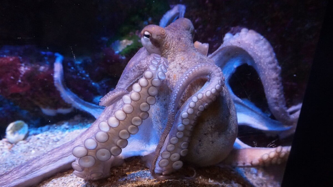 octopus closeup