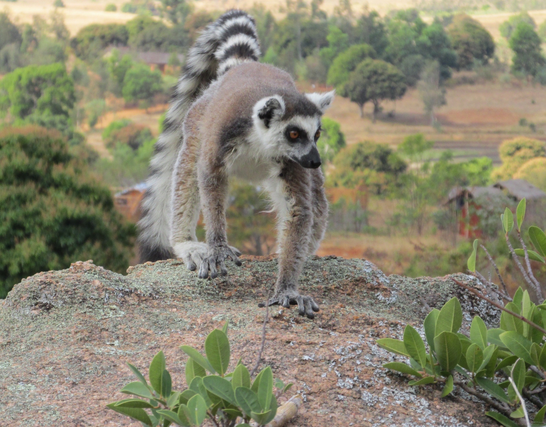 New study on ring-tailed lemur - University of Victoria