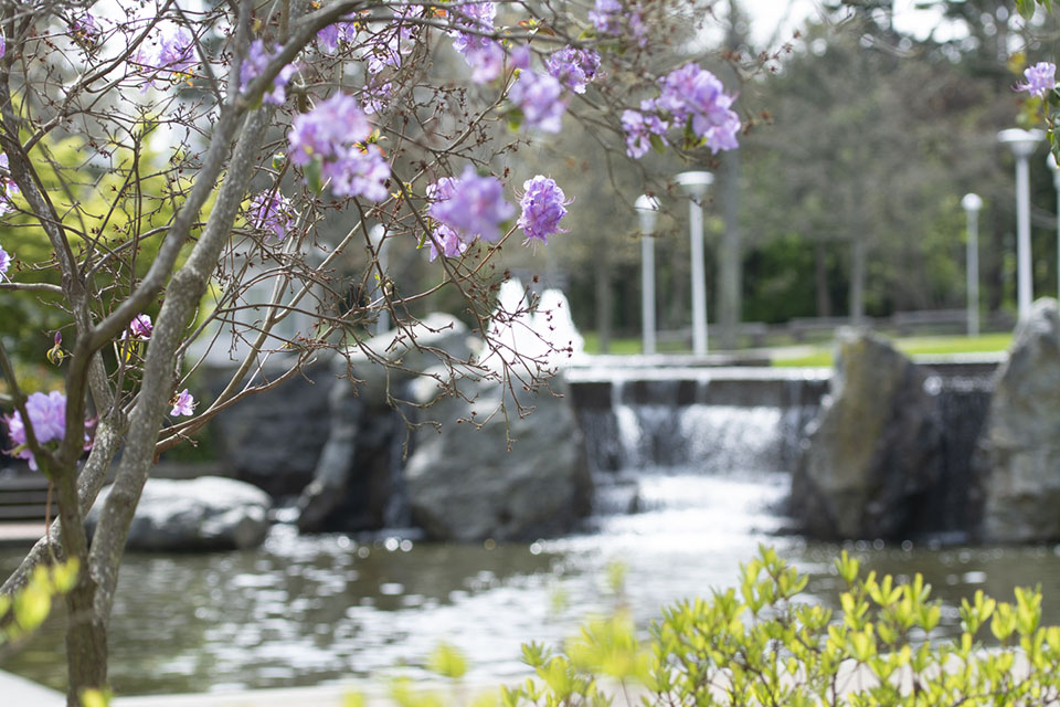 UVic fountain with blossoms in front