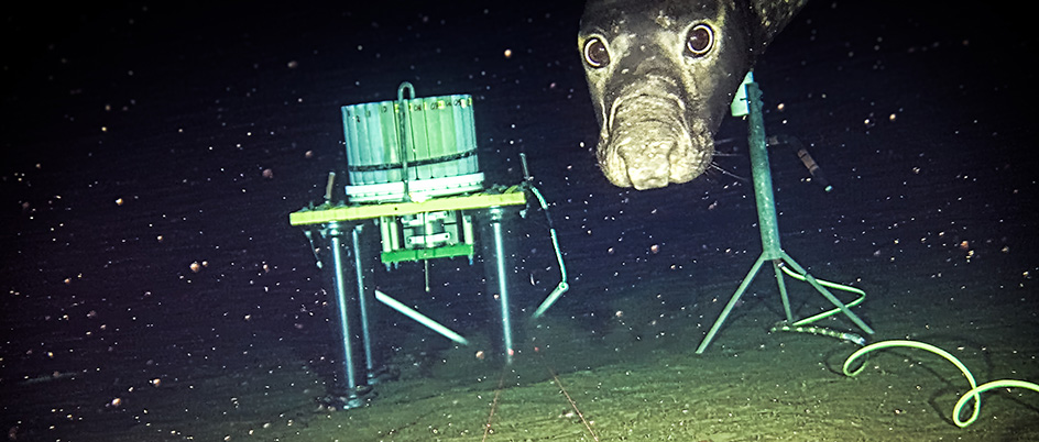 Northern elephant seal looks into the camera near the ocean floor. There is research equipment behind him.