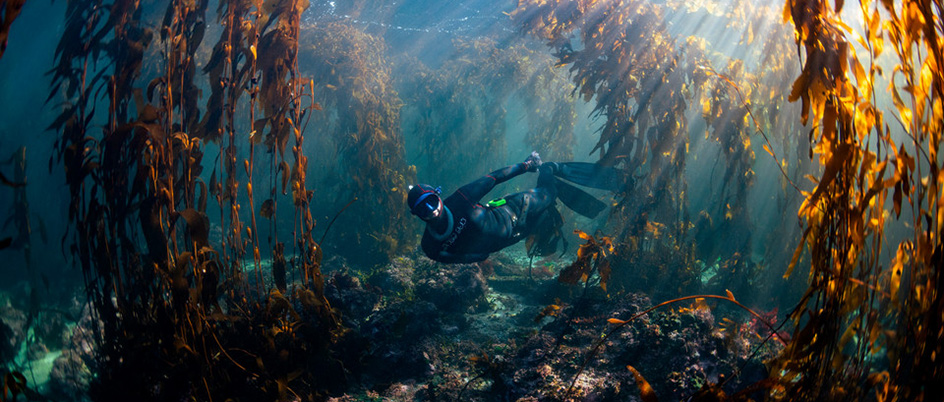 Acharya-Patel diving in the ocean surrounded by kelp, wearing a wetsuit and goggles.