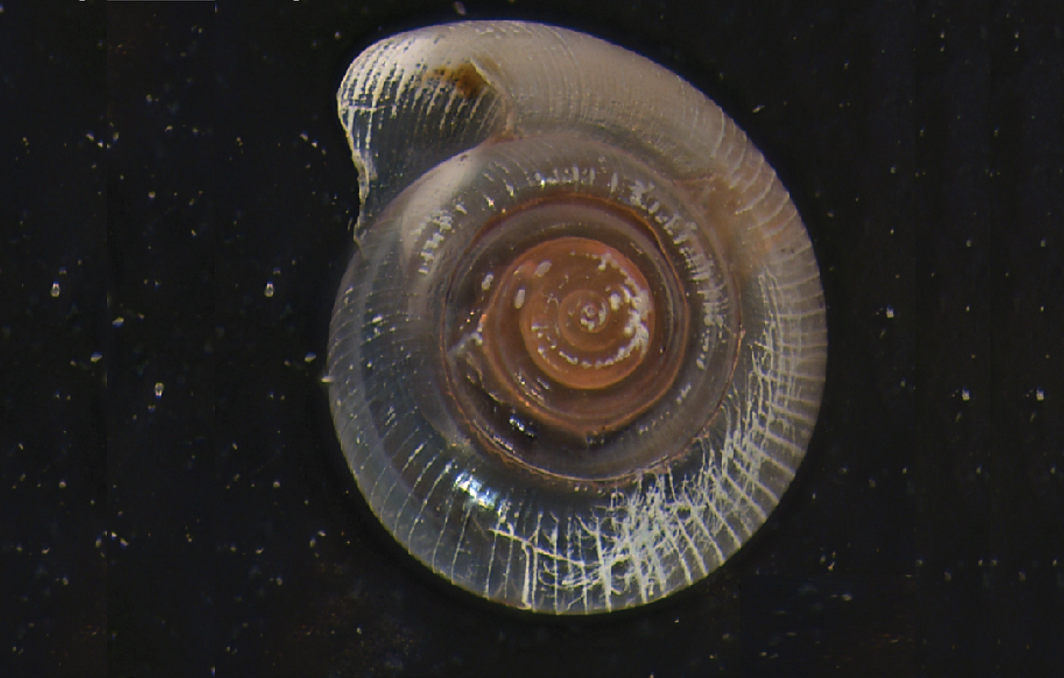 Close up photo of a pteropod with shell damage, taken using a microscope