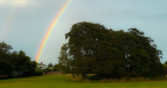 Rainbow over field and trees