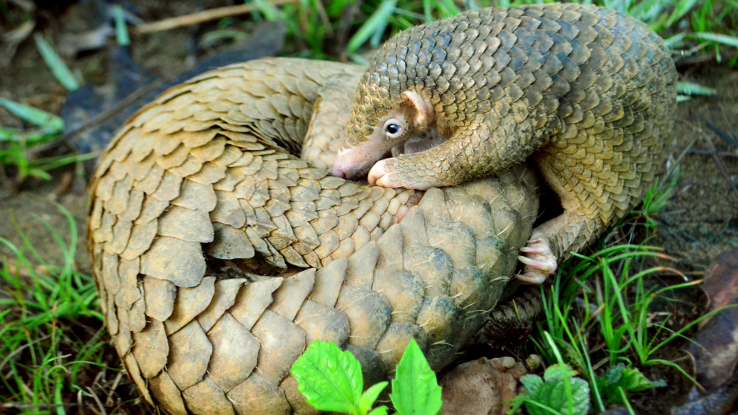 Pangolin